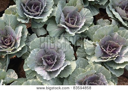 Purple Longlived Cabbag, Brassica Hybrid Cv. Pule