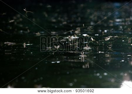 Mayfly