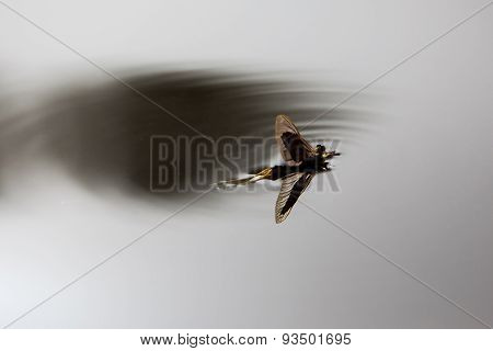 Mayfly