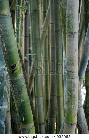 Buncha bambu