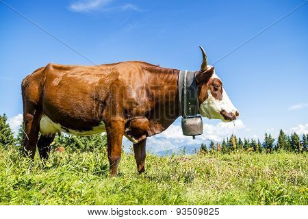 Alpine Cows