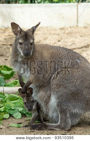 Grazzing Red-necked Wallaby (macropus Rufogriseus)