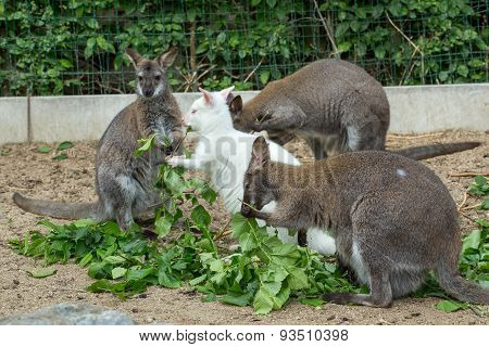 Grazzing Red-necked Wallaby (macropus Rufogriseus)