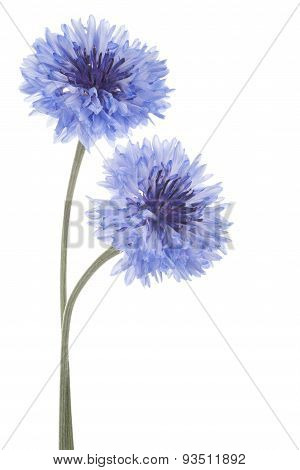 Cornflower