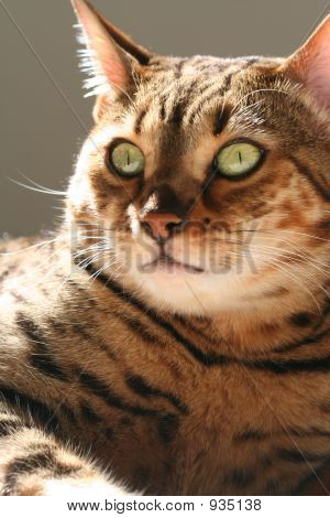 Große Bengal