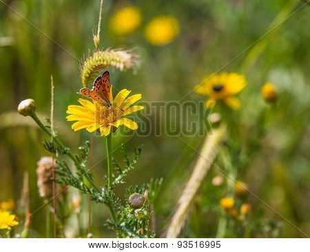Wild Flowers And Butterfly Closeup