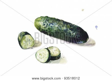 Isolated Cucumber In Watercolors On White Background