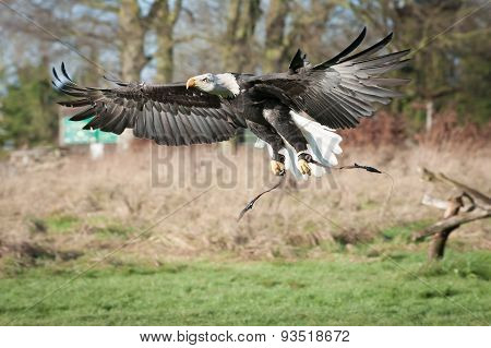 Eagle In Flight