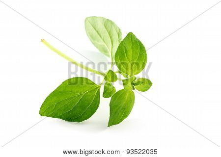 Oregano