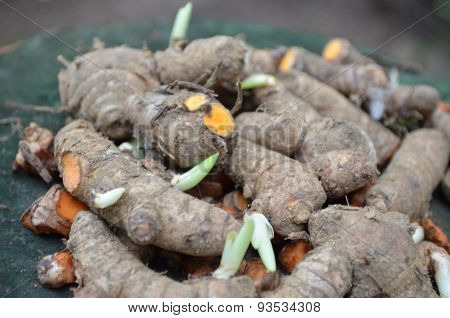 Curcuma Turmeric