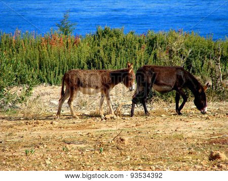 Donkeys