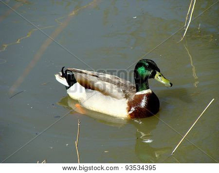 Duck