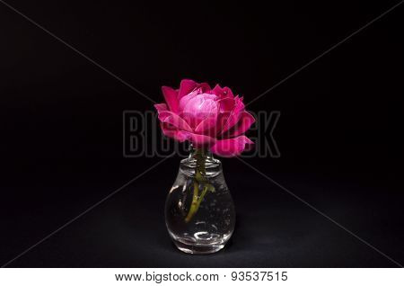 Pink rose
