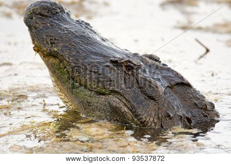 Large American Alligator In The Water