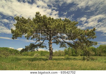Lonely Pine