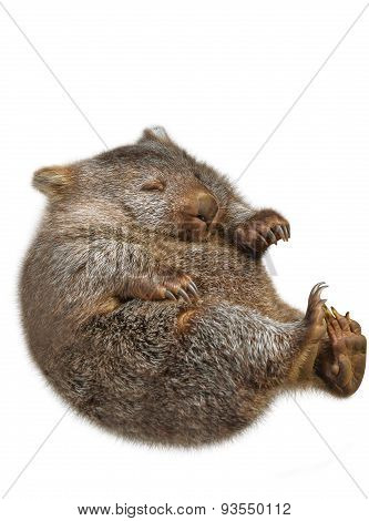 Little Wombat Australia