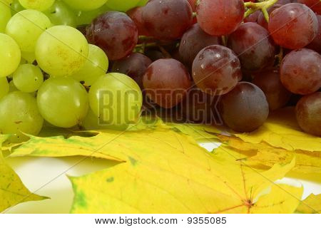 Uva d'autunno