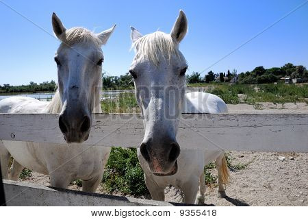 Camargue hästar