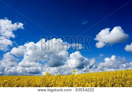 Canola Field