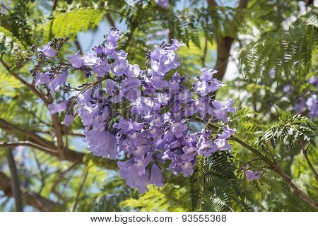 Jacaranda Tree Flowers