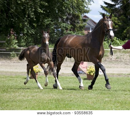 Mare And Foal Auction
