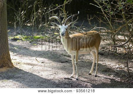 Goitered Gazelle  (gazella Subgutturosa)