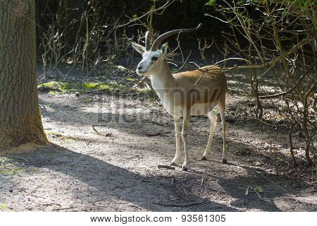 Goitered Gazelle  (gazella Subgutturosa)