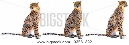 Three cheetahs