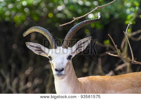 Goitered Gazelle  (gazella Subgutturosa)