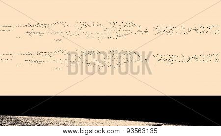 large flock of birds