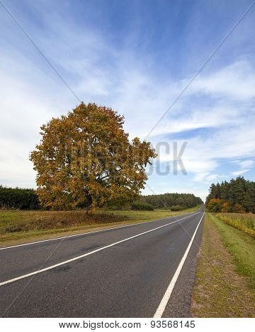 the autumn road