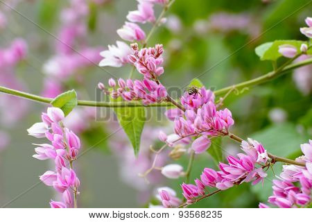 Antigonon leptopus Hook
