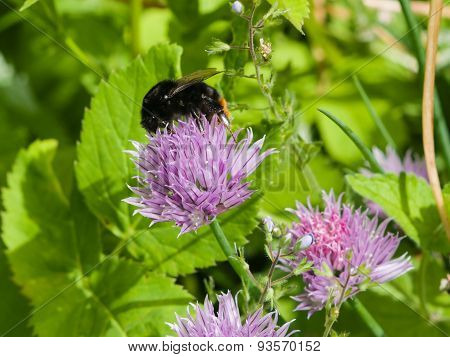 Blooming Chives With A Bumblebee Macro, Selective Focus, Shallow Dof