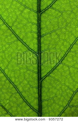 Leaf