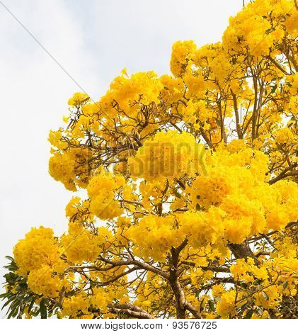 Silver Trumpet Tree
