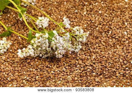 buckwheat flower