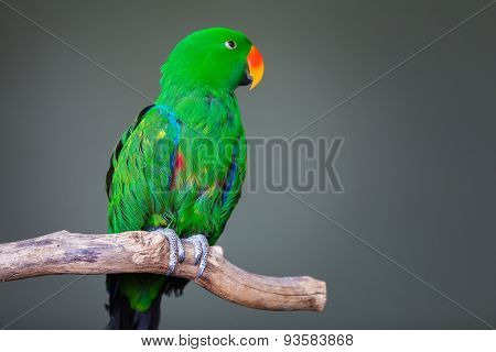 Eclectus Parrot Portrait