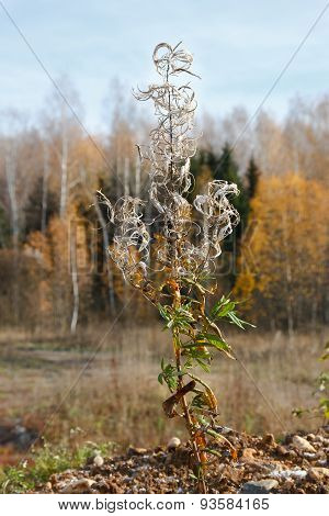 Autumn Landscape. Dry Flower Fireweed On A Blurred Background.