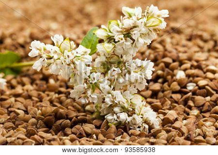 buckwheat flower