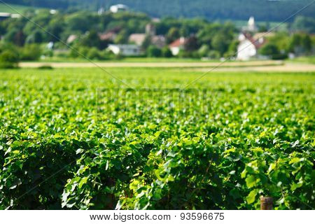 View of the vineyards in Gevrey Chambertin, France