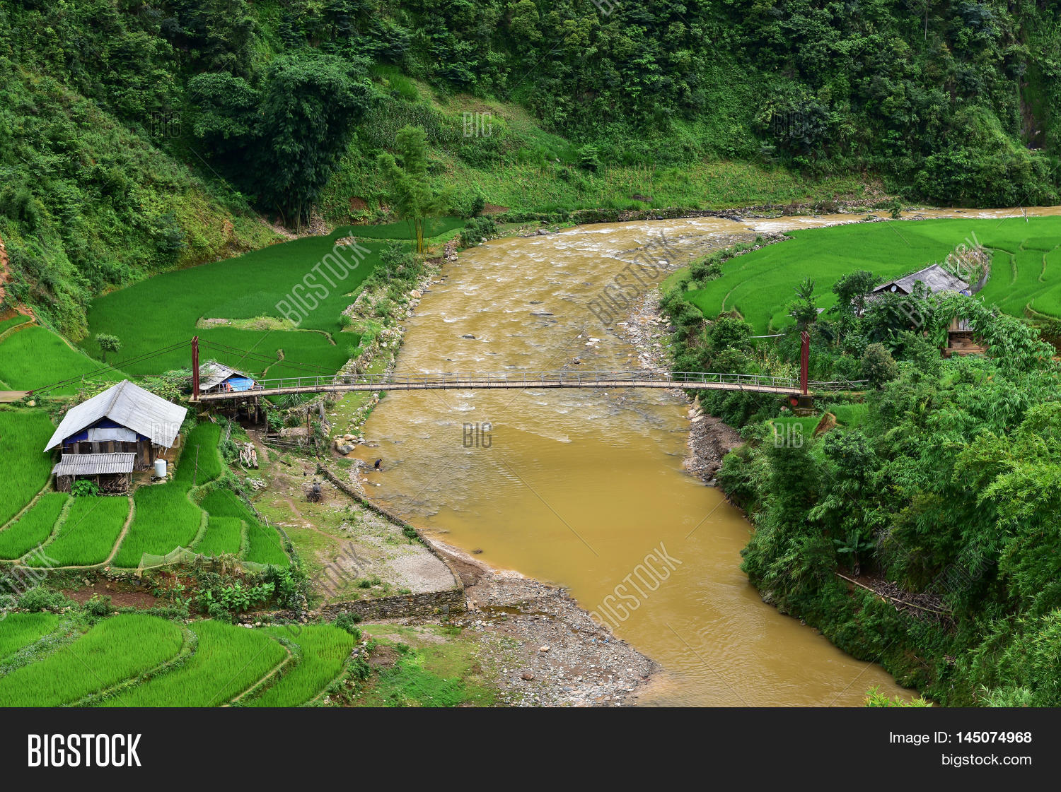 Agriculture Green Rice Image Photo Free Trial Bigstock