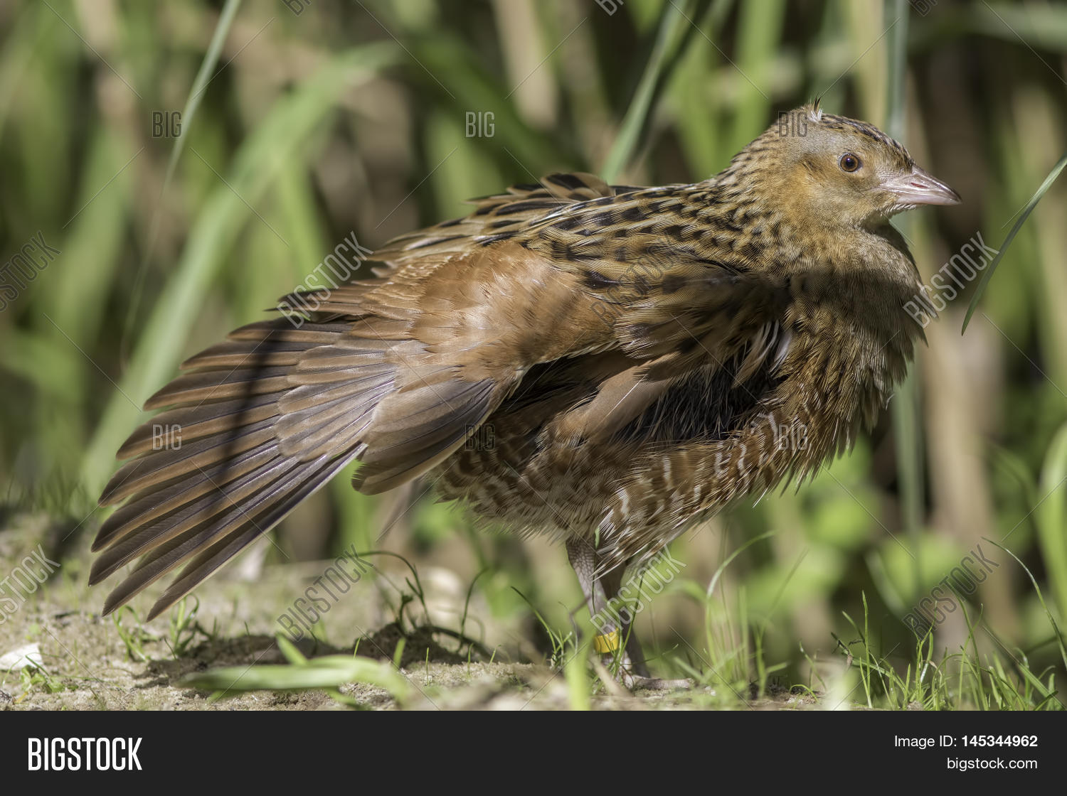 Corn Crake, Corncrake Image & Photo (Free Trial) | Bigstock
