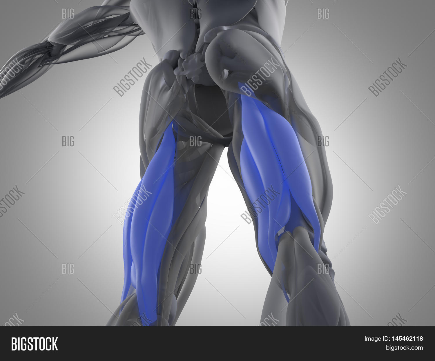 Hamstring Muscle Group Image & Photo (Free Trial) | Bigstock