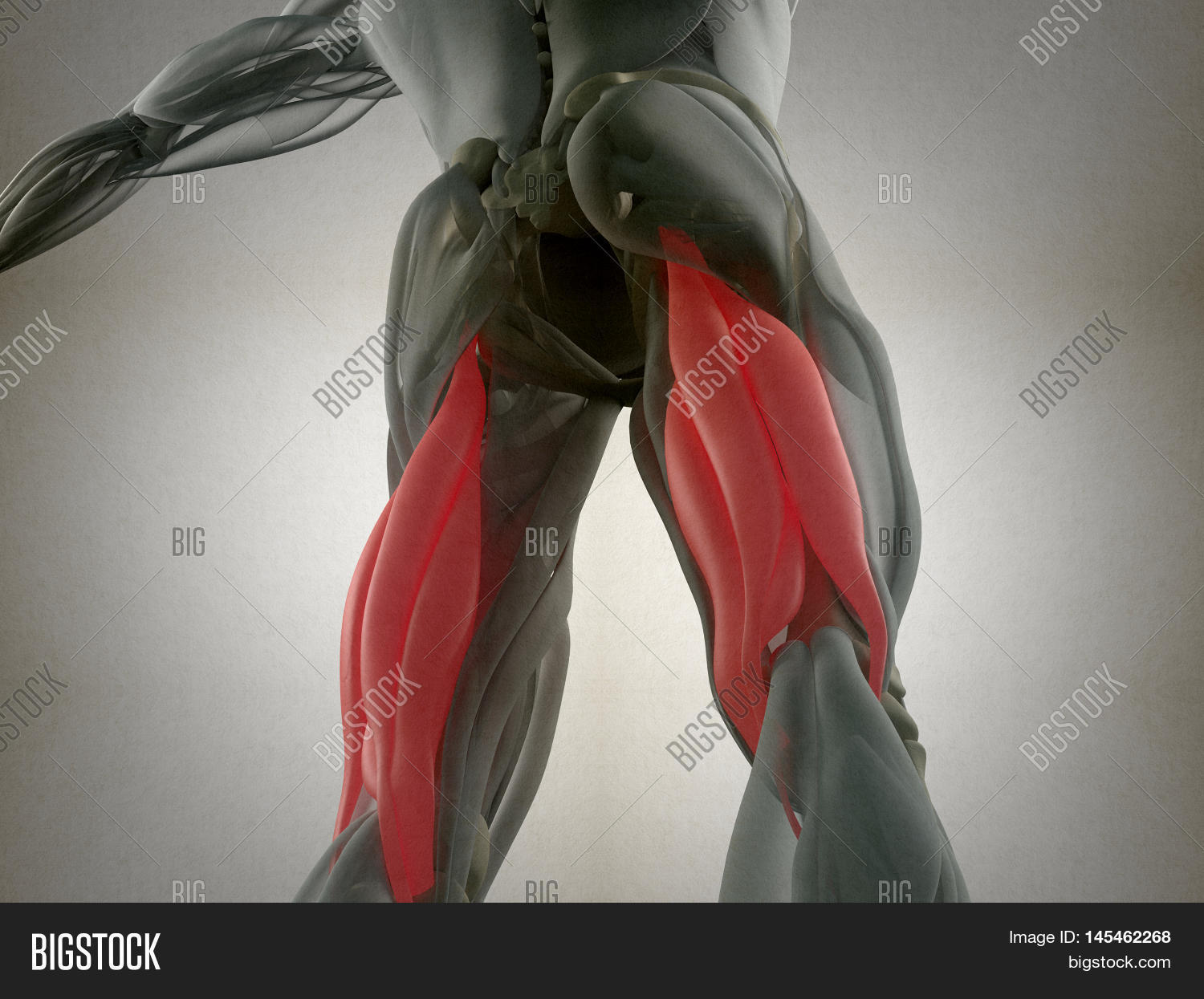 Hamstring Muscle Group Image & Photo (Free Trial) Bigstock