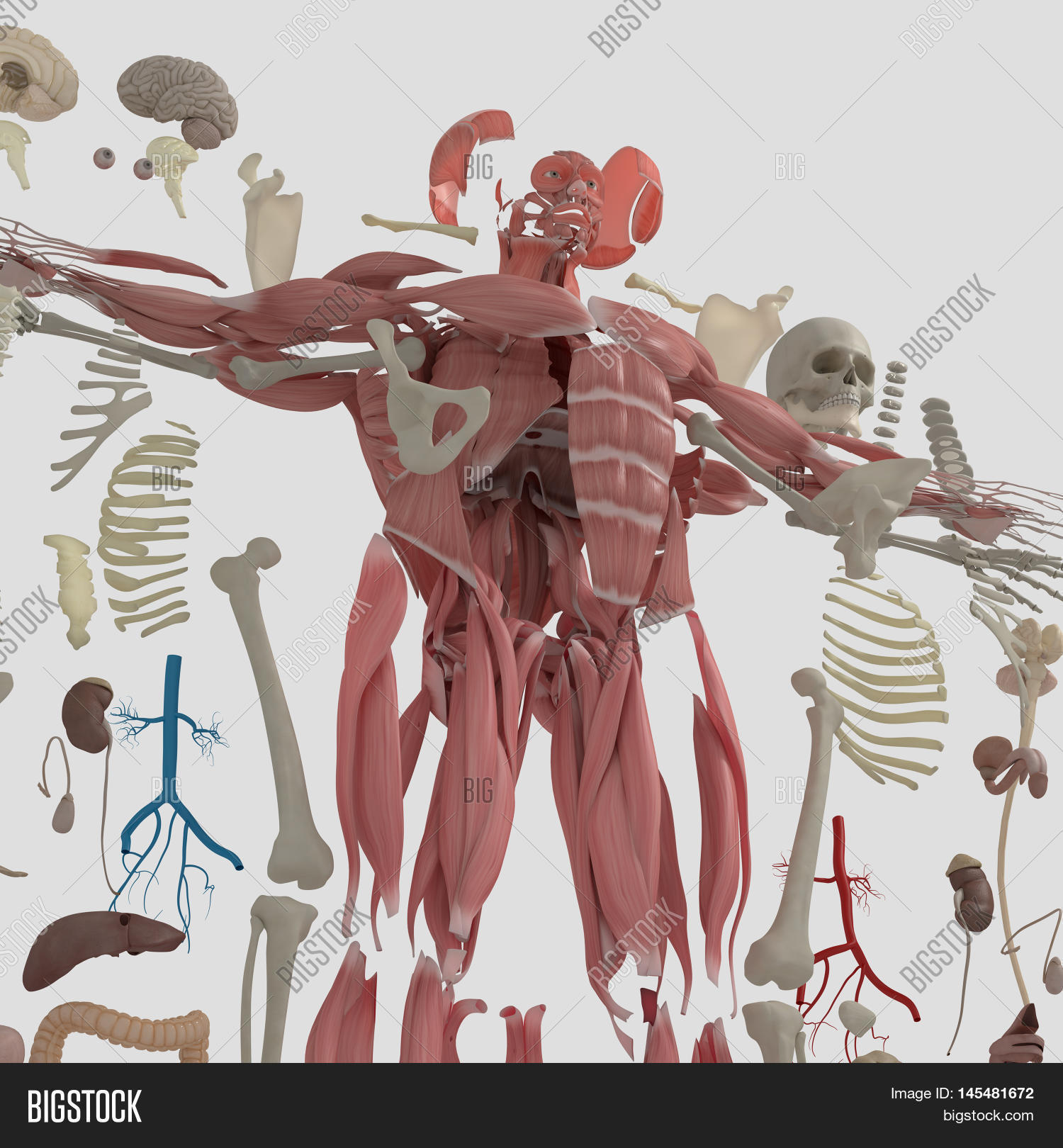 Human Anatomy Exploded Image & Photo (Free Trial) Bigstock