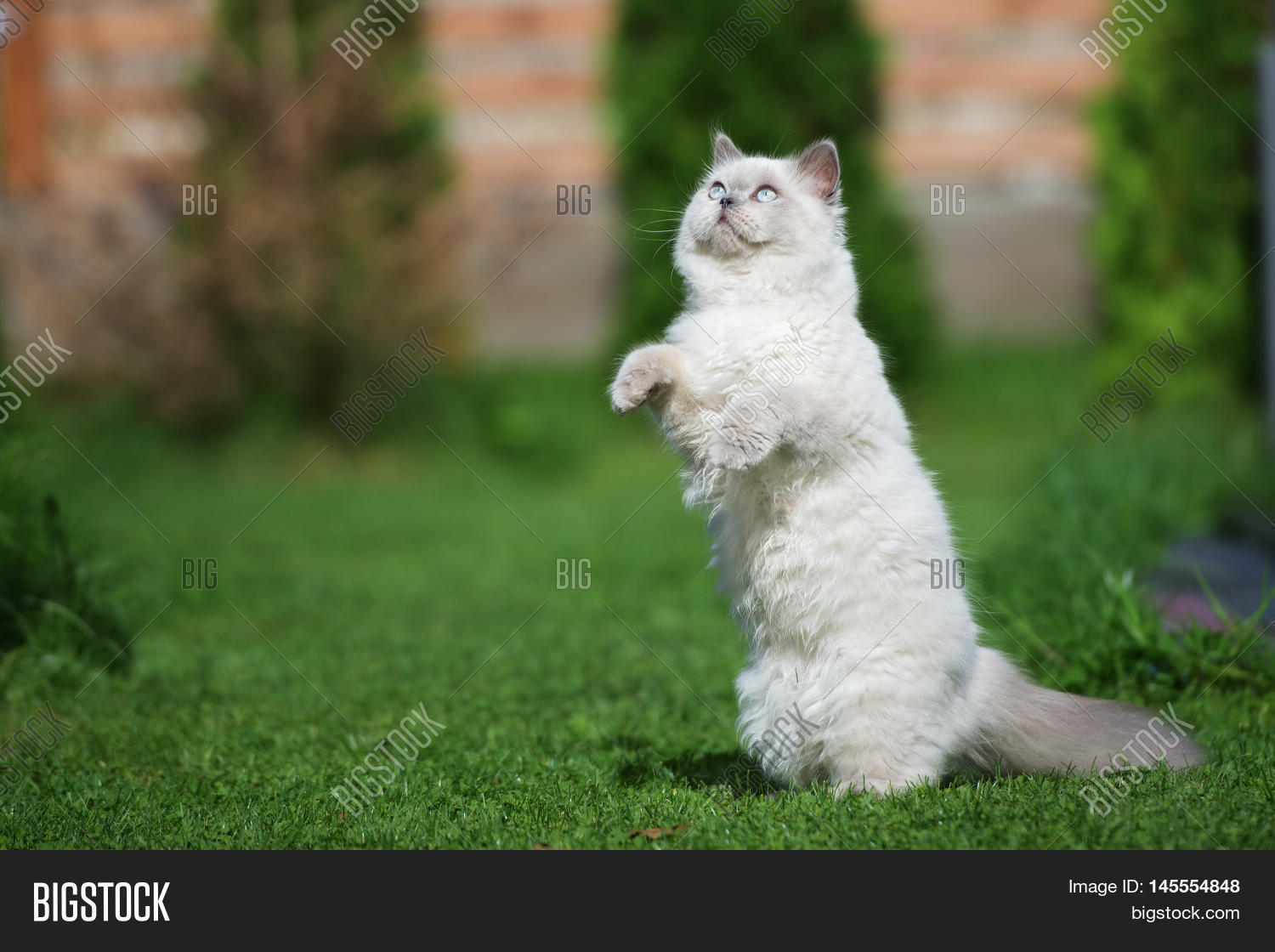 funny white cat