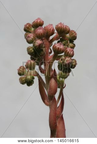 Close up of beautiful Sempervivum sp flowres