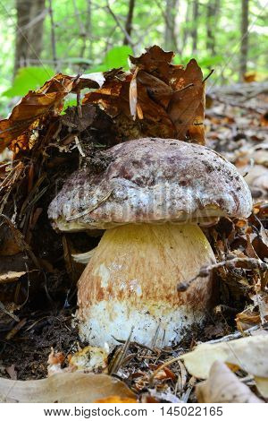 Fresh Pine bolete hidden under the leaves in natural habitat vetical orientation