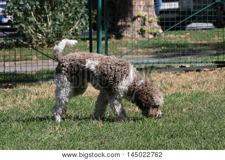 Beautiful Lagotto Romagnolo sniffs in dog park