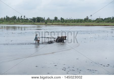 Plowman Plows The Field In Thailand. Asian Farmer Concept.